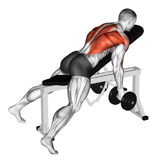 Incline Bench Row - Reverse Grip (Dumbbell)