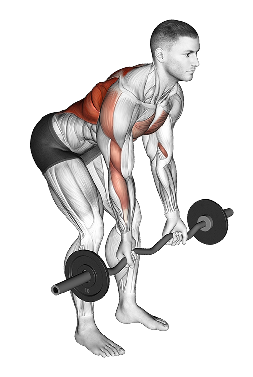 Bent Over Row - Reverse Grip (EZ Bar)