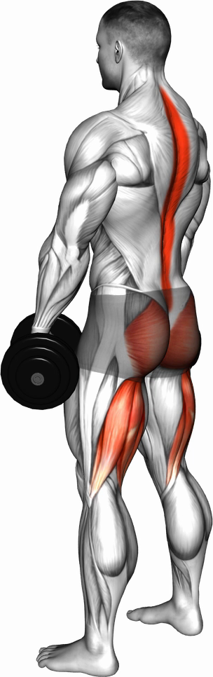 Romanian Deadlift (Dumbbell)