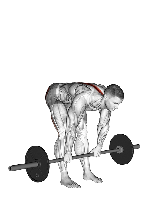Straight Leg Deadlift (SDL) (Barbell) v2