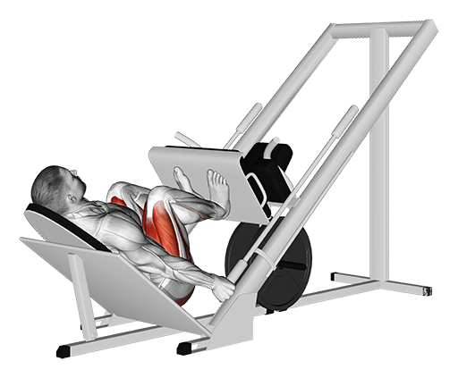 Leg Press - 45-Degree