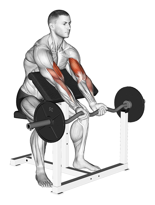 Preacher Curl - Close Grip (EZ Bar)