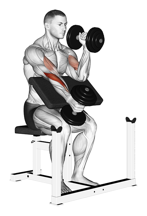 Hammer Preacher Curl - Alternate (Dumbbell)