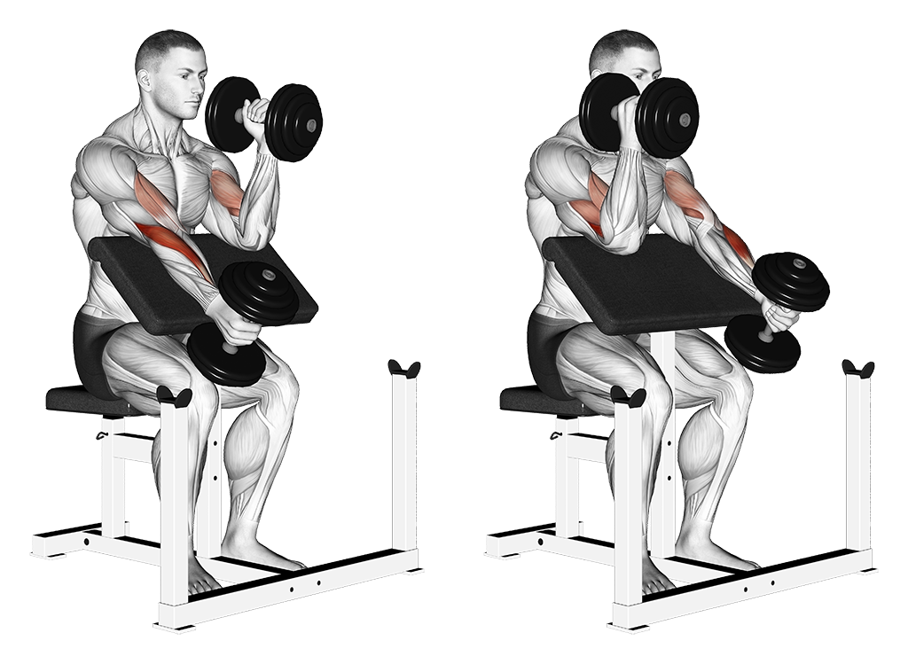 Hammer Preacher Curl - Alternate (Dumbbell)