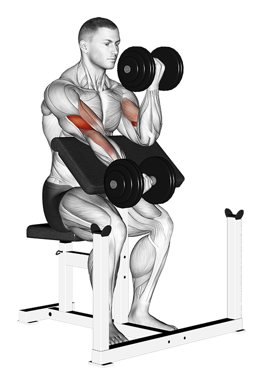 Preacher Curl - Alternate (Dumbbell)