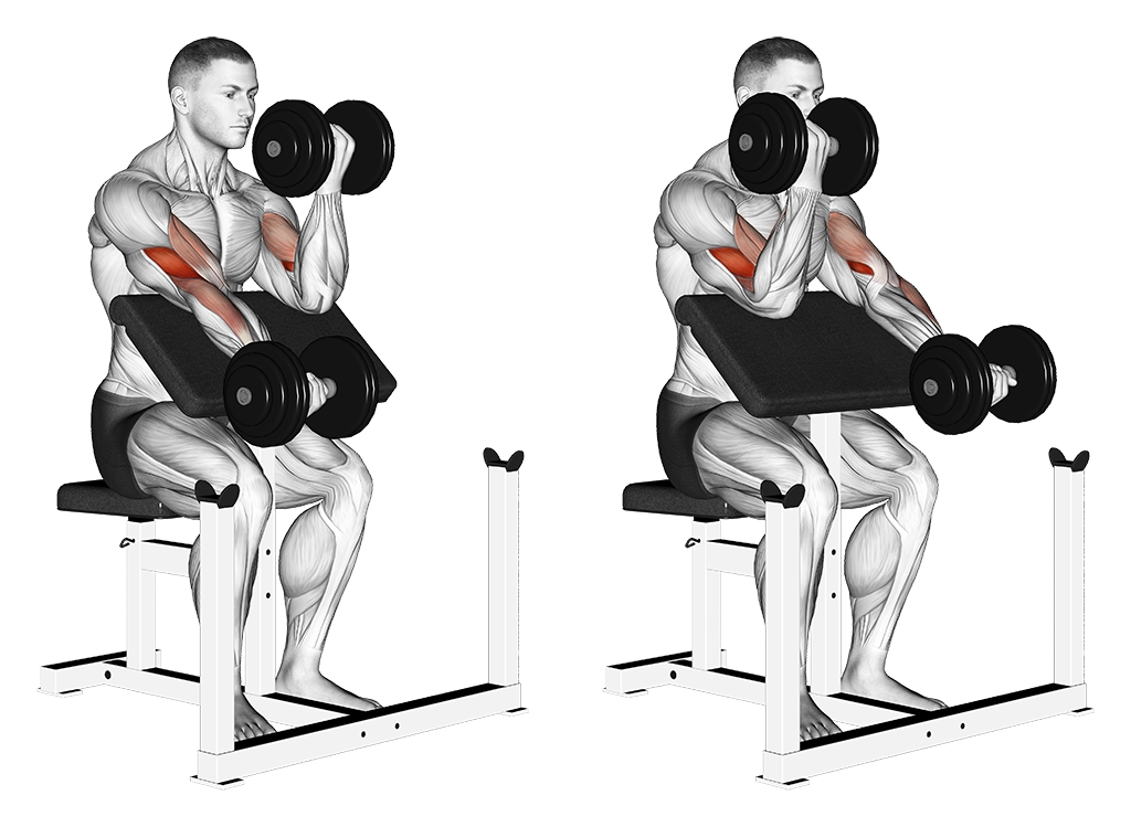 Preacher Curl - Alternate (Dumbbell)