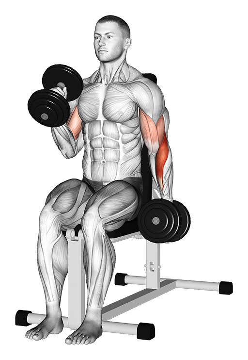 Hammer Curl - Seated, Alternate (Dumbbell)