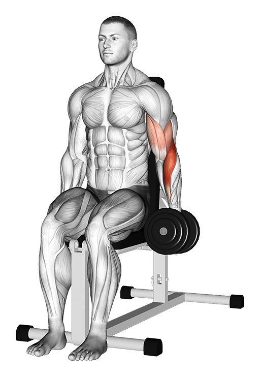 Hammer Curl - Seated, One Arm (Dumbbell)