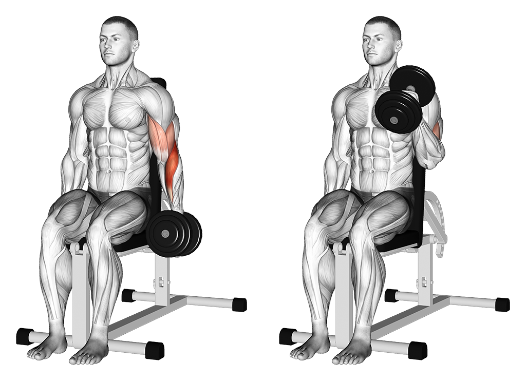 Hammer Curl - Seated, One Arm (Dumbbell)