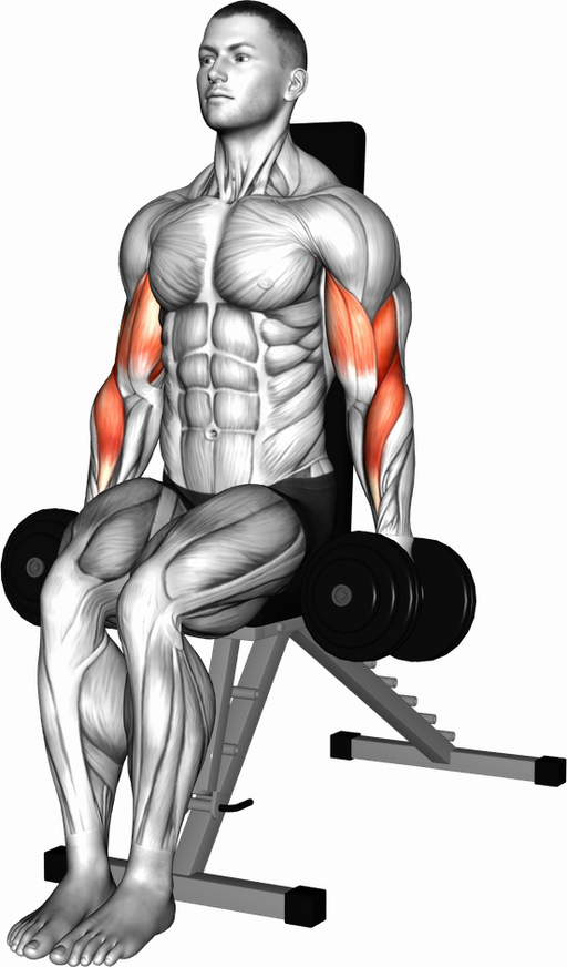 Hammer Curl - Seated (Dumbbell)