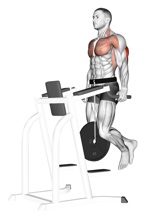 Triceps Dips (Weighted)