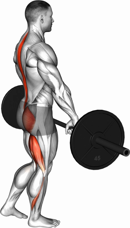 Romanian Deadlift - Single Leg (Barbell)