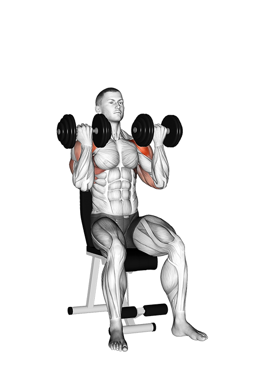 Arnold Press (Dumbbell)