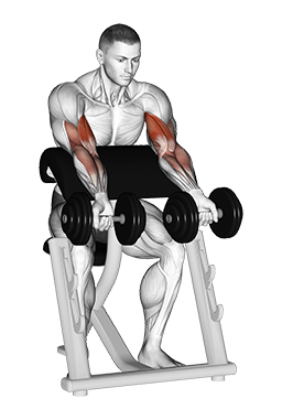 Zottman Preacher Curl (Dumbbell)