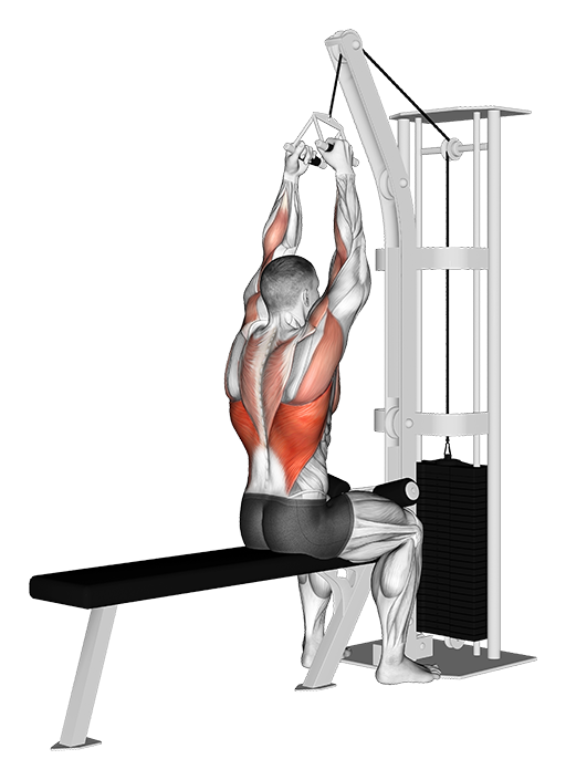 Lat Pulldown (Cable: V-Bar)