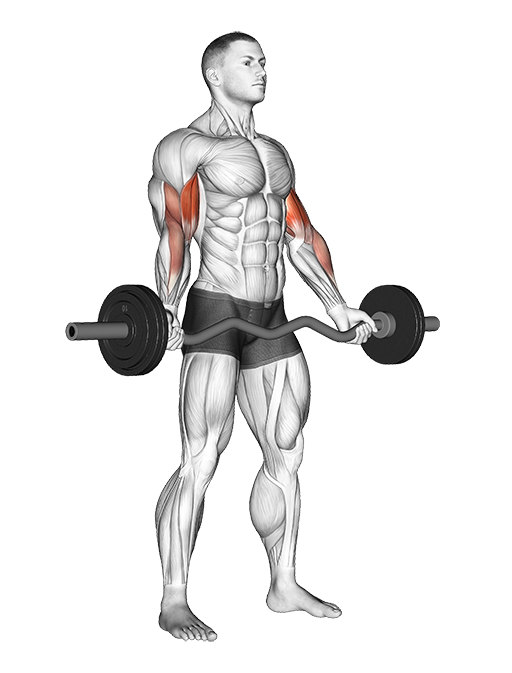 Biceps Curl - Wide Grip (EZ Bar)