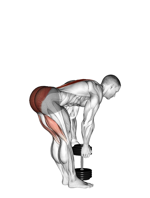 Straight Leg Deadlift (SDL) (Dumbbell)