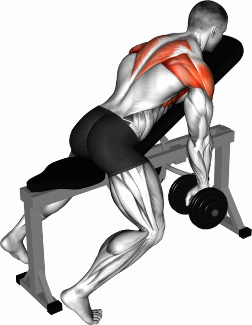 Chest Supported Y Raise (Dumbbell)