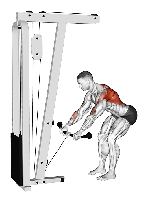 Bent Over Row (Cable)