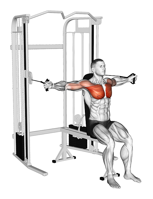 Chest Fly - Seated (Cable)