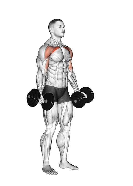 Low Fly (Dumbbell)
