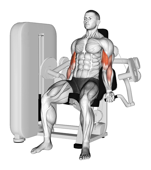 Biceps Curl (Machine)