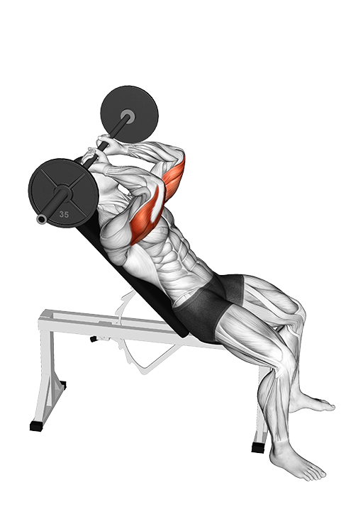Incline Triceps Extension (Skullcrusher) (Barbell)