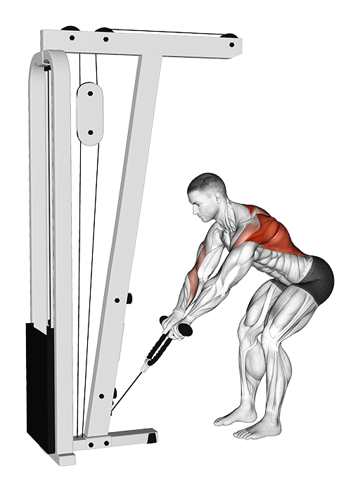 Bent Over Row (Cable: Rope)