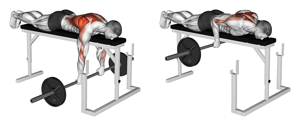 Row - Lying (Barbell)