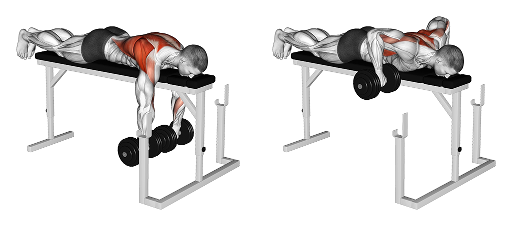 Row On Rack - Lying, Wide-Grip (Dumbbell)
