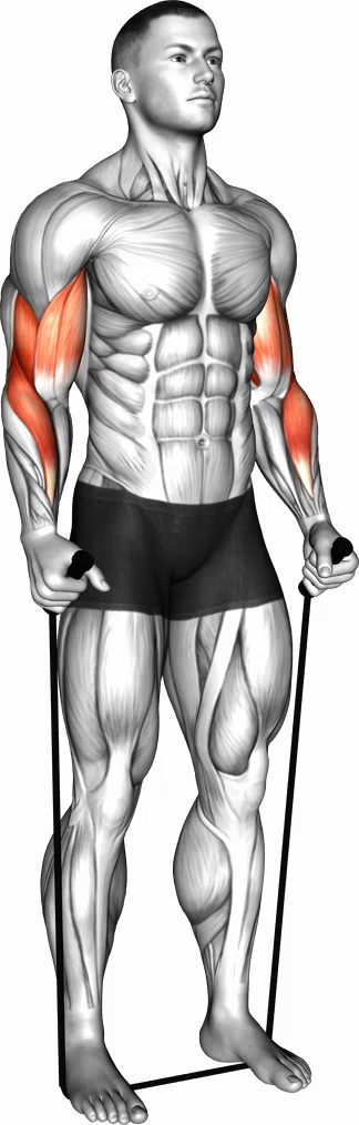 Hammer Curl (Band)