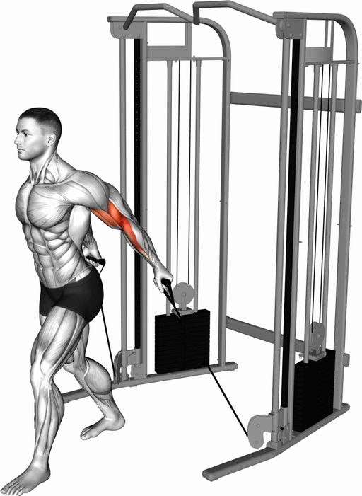 Biceps Curl - Behind the Back (Cable)