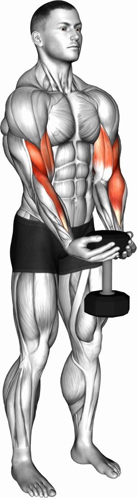 Waiter Curl (Dumbbell)