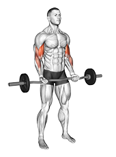 21S Bicep Curl - (EZ Bar)