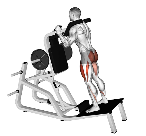 Reverse Vertical Hack Squat (Machine)