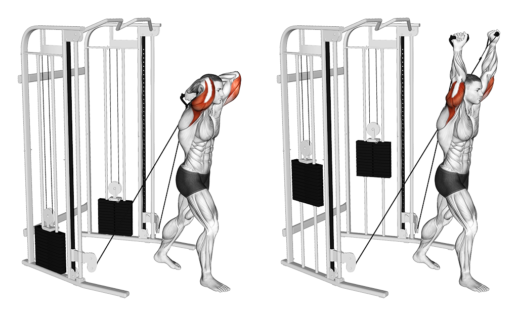Triceps Extension - Standing, Overhead (Cable)