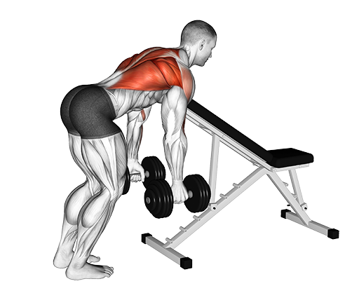 Bent Over Row - Chest Supported (Dumbbell)