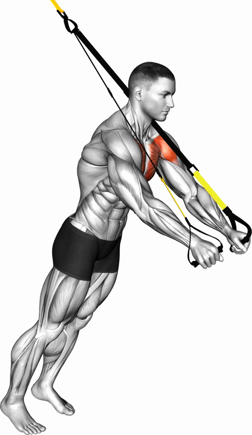 Chest Fly (Suspension)