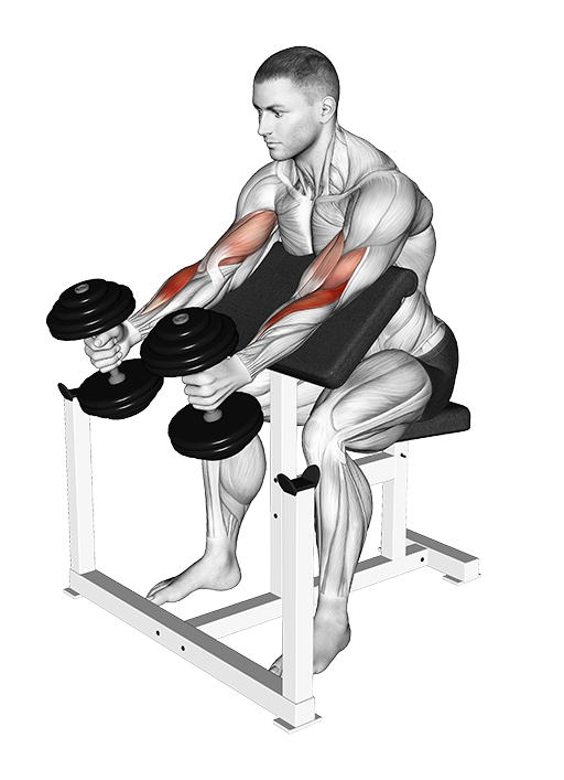 Hammer Preacher Curl (Dumbbell)